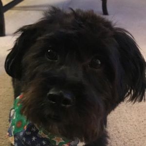 Meet your Posher, Bonnie